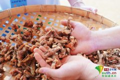 队员们不只切身体验田间劳做